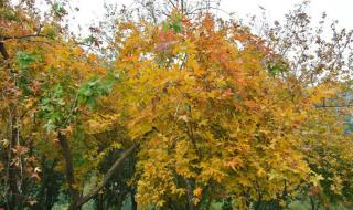 花香鸟语是几月份 花香鸟语指什么生肖